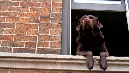 brown labrador retriever dog staring at the windowの写真素材