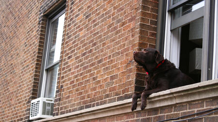 brown labrador retriever dog relaxing at the windowの写真素材