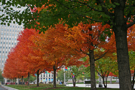 Autumn colorful trees at Millennium park in Chicago, USの写真素材