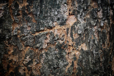 Textured background of aged tree barkの写真素材