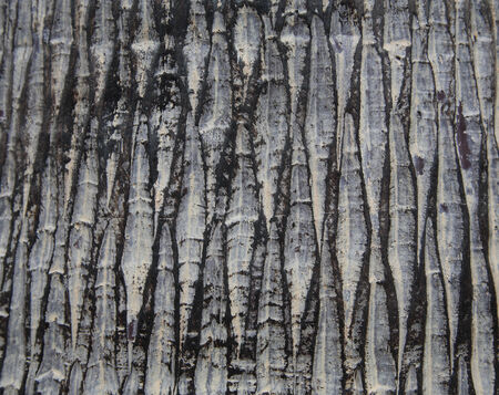 Closeup texture of old tree barkの写真素材