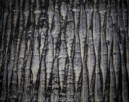 Closeup texture background of old tree barkの写真素材