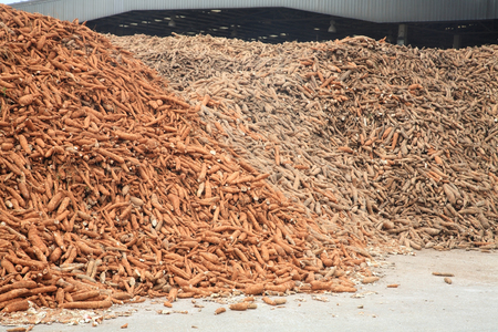 Large numbers of cassava prepared at tapioca flour factoryの写真素材