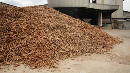 Tons of cassava prepared at tapioca flour factoryの写真素材