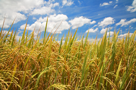 Ripe rice farm at harvest against blue skyの写真素材