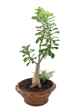 bonsai banyan tree isolated on white backgroundの写真素材