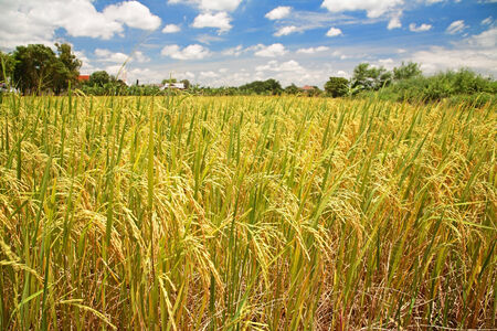 Ripe paddy rice field at harvest against blue skyの写真素材