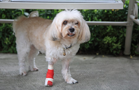 Injured Shih Tzu with wrapped red bandage on front leg standingの写真素材
