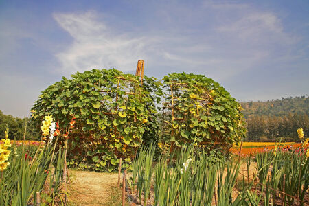 Big artificial pumpkin at Jim Thomson farm in Korat or Nakhon Ratchasima , Thailandの写真素材