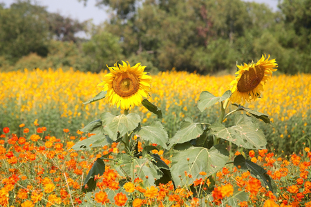 sunflower at flower field at Jim Thomson farm in Korat or Nakhon Ratchasima , Thailandの写真素材