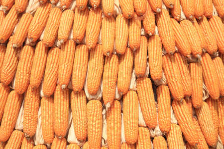 Many corns decorated at jim thomson farm in thailand ( textured background)の写真素材