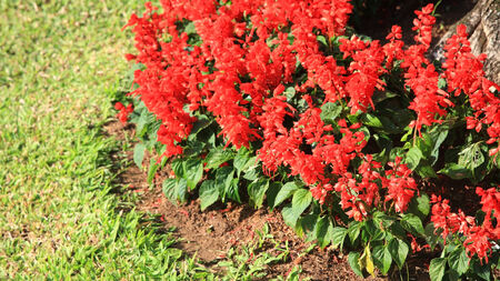 salvia splendens near the grass in parkの写真素材