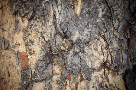 Texture pattern of the old tree bark
