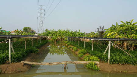 Screw pine farm in thailand, agriculture backgroundの素材