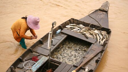 Many fish on the boat with fisherman's woman at Tonle Sap Lake, Cambodiaの写真素材