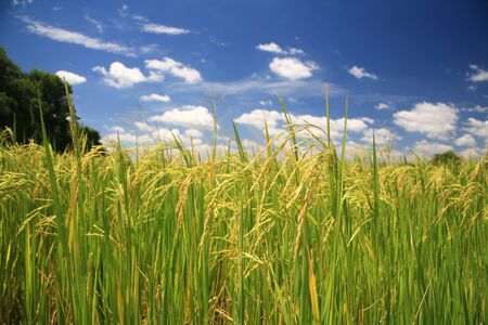 Ripe rice field against blue sky and cloudの写真素材