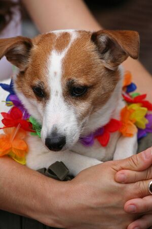 Dog with rainbow collar enjoys Chicago gay parade festivalの写真素材
