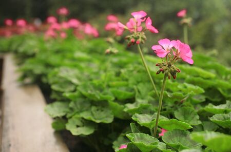 Ping flowers at winter in phu phing  palace of Chiang Mai, Thailandの写真素材