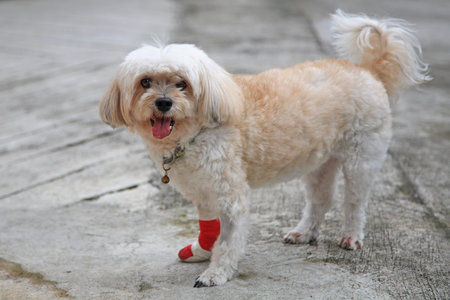 Portrait of Injured Shih Tzu with red bandage
