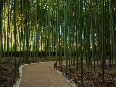 Green bamboo forest and walk way in Arashiyama, Kyoto, Japanの写真素材