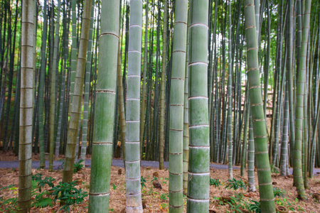 Bamboo Grove at Enkoji temple in Kyoto, Japanのeditorial素材