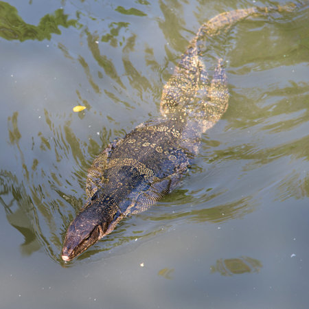 Big Water Monitor lizard swimming in the pondの写真素材