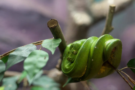 Emerald Tree Boa snake on the tree branch