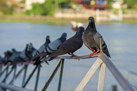 pigeons standing on handrail near the riverの写真素材