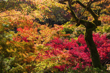Momiji, Japanese maple during autumn season at tofukuji temple in Kyoto, Japanの写真素材