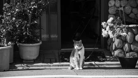cat sit in front of the house near Tofukuji temple, Kyoto, Japan. Black and white photoの写真素材