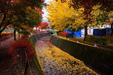 Maple tunnel in autumn near by lake Kawaguchiko Japan.の写真素材