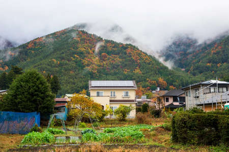 Lettuce farm and houses near the mountain with autumn colors and mist in Kawaguchiko, Japanの写真素材