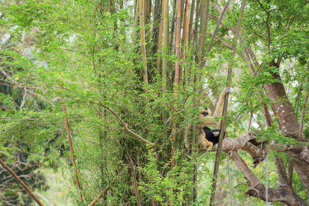 Golden gibbon family sitting on a tree's branchの写真素材