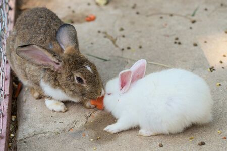 rabbits eat carrot by sharing togetherの写真素材