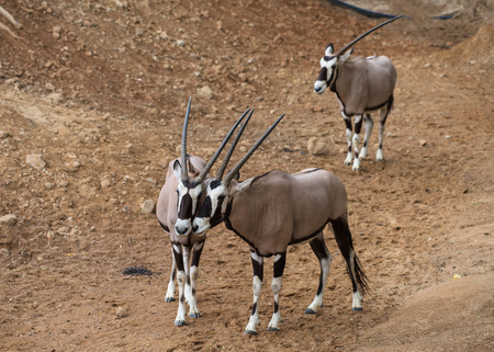 Oryx gazella together at Kow keaw park in Chonburi, Thailandの写真素材