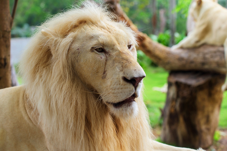 Lion male portrait at Kow keaw park in Chonburi, Thailandの写真素材