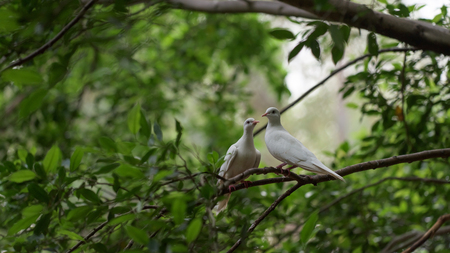 White pigeon couple stand on the treeの写真素材