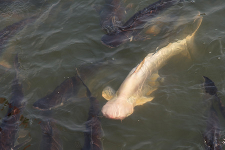 White catfish, Iridescent shark,Striped catfish, Sutchi, in Thai templeの写真素材