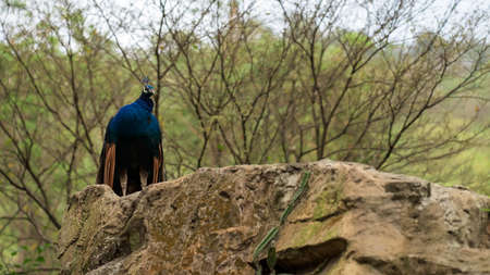 peacock stands on the top of small hillの写真素材