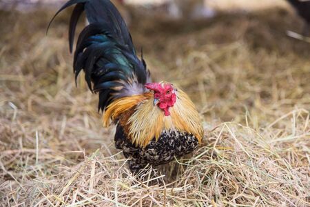 Portrait of Chicken in cattle fair, Agriculture industryの写真素材