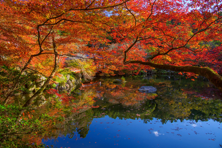 Red autumn maple leaves around the pond at Daigoji temple in Kyoto, Japan, Here is very famous during autumn season.の写真素材