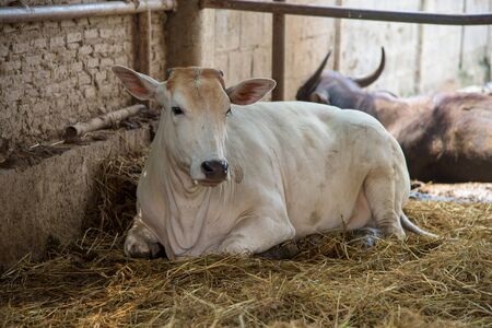 A cow in cattle fair. Agriculture industryの写真素材