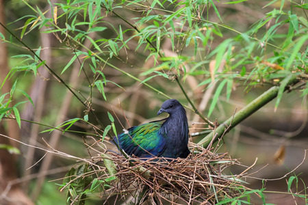 Nicobar Pigeon bird on the nest to give birthの写真素材
