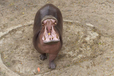 Hippopotamus open mouth to grab a cornの写真素材