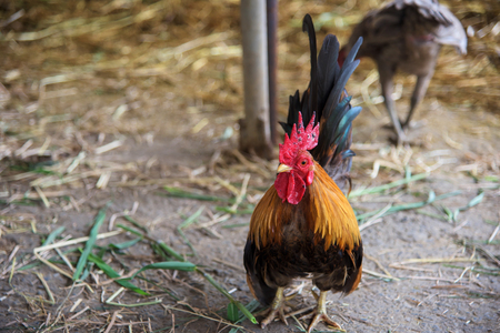 Chicken in cattle fair with dry grass, Agriculture industryの写真素材