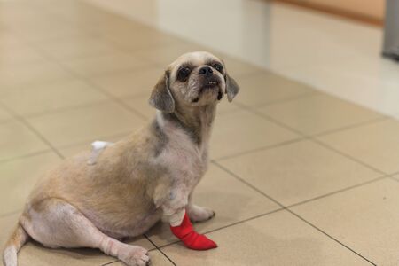 Injured dog with bandage on leg and back at animal hospitalの写真素材