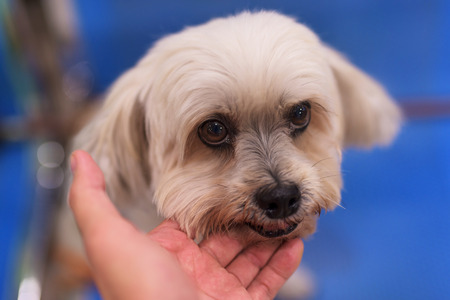Closeup portrait of Shih Tzu with owner hand to take careの写真素材