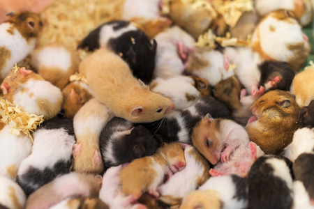 group of many young hamster mouses, selective focus at the top one, brown mouseの写真素材