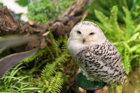 Portrait of white snowy owl near the gardenの写真素材