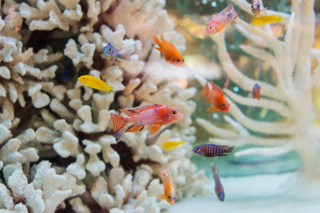 Aquarium goldfish and white coral in glass cabinet